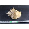 Image 1 : Large Conch Shell