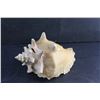 Image 2 : Large Conch Shell