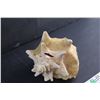 Image 3 : Large Conch Shell