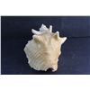 Image 4 : Large Conch Shell