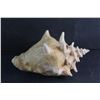 Image 5 : Large Conch Shell