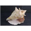 Image 6 : Large Conch Shell
