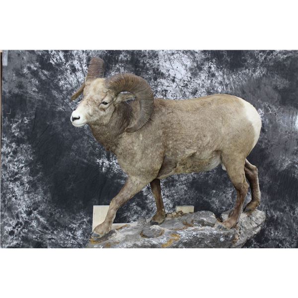Rocky Mountain Bighorn