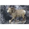 Image 1 : Rocky Mountain Bighorn