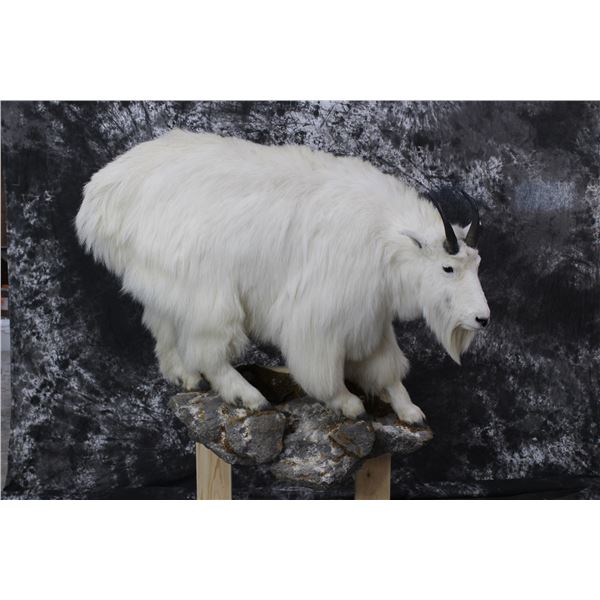 Mountain Goat