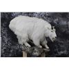 Image 1 : Mountain Goat