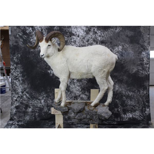 Dall Sheep