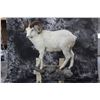 Image 1 : Dall Sheep