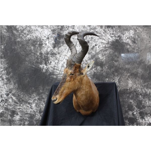 Red Hartebeest