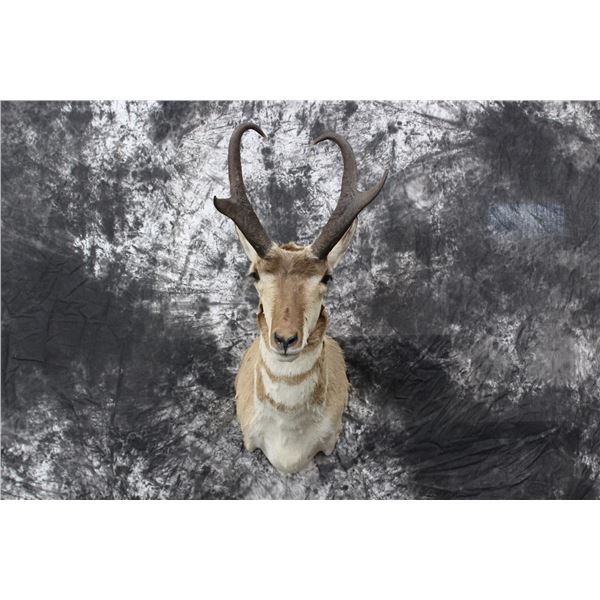 Pronghorn Antelope