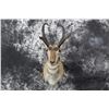 Image 1 : Pronghorn Antelope