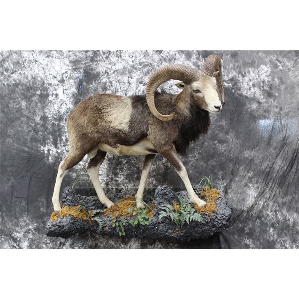 European Mouflon