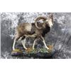 Image 1 : European Mouflon