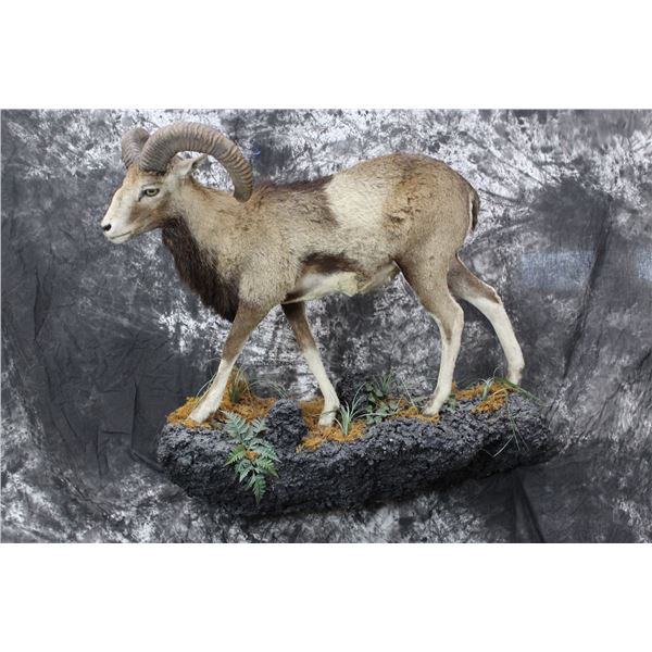 Armenian Mouflon