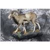 Image 1 : Armenian Mouflon