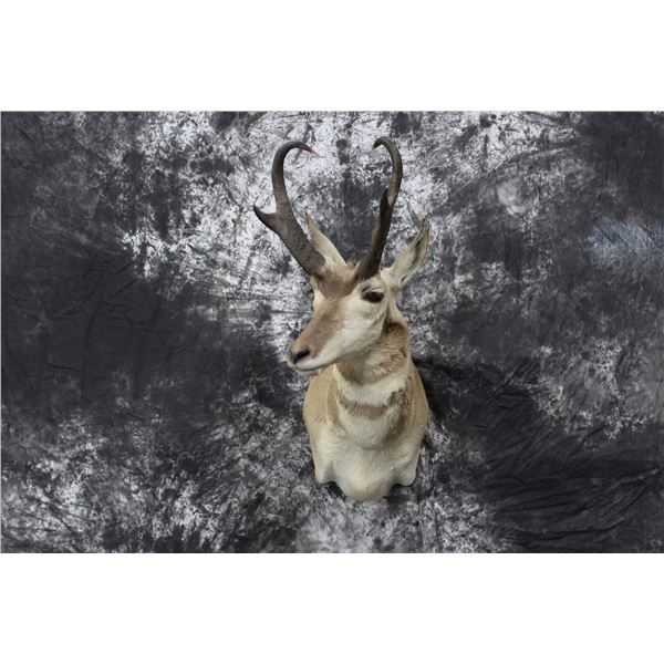 Pronghorn Antelope