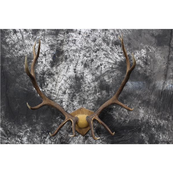Elk Antlers