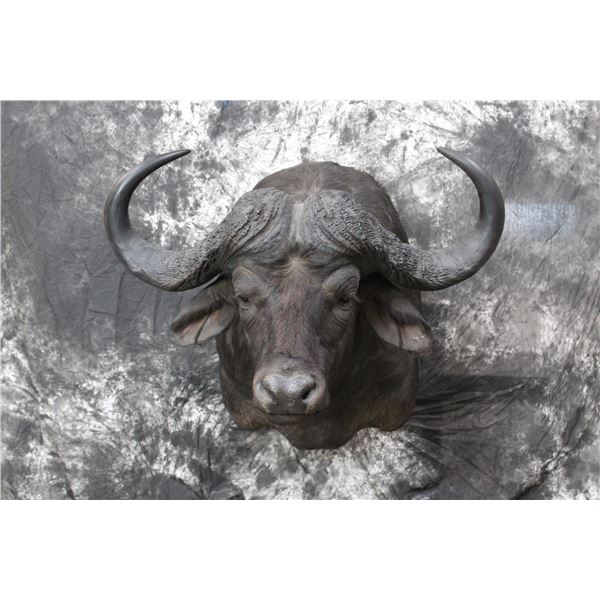 Cape Buffalo