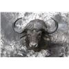 Image 1 : Cape Buffalo
