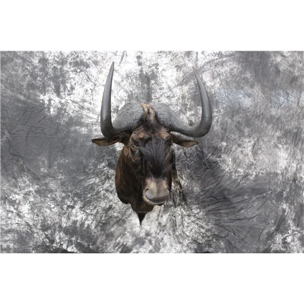Black Wildebeest