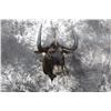 Image 1 : Black Wildebeest