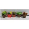 Image 1 : BOX WITH 5 FAUX SUCCULENT PLANTS