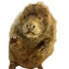Image 2 : Taxidermy Beaver - approx 21in tall
