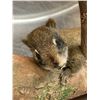 Image 2 : Pallas's squirrel home decor sculpture on tree log prop