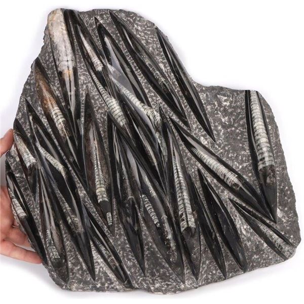 18 LB. ORTHOCERAS FOSSIL SPECIMEN 16 X 17"