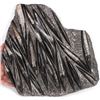 Image 1 : 18 LB. ORTHOCERAS FOSSIL SPECIMEN 16 X 17"