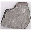 Image 5 : 18 LB. ORTHOCERAS FOSSIL SPECIMEN 16 X 17"