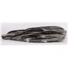 Image 6 : 18 LB. ORTHOCERAS FOSSIL SPECIMEN 16 X 17"