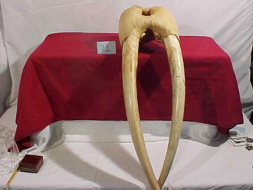 Walrus Skull With Tusks