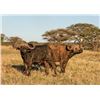 Image 10 : Cape Buffalo Hunt up to 42 Inches (South Africa)