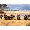 Image 11 : Cape Buffalo Hunt up to 42 Inches (South Africa)