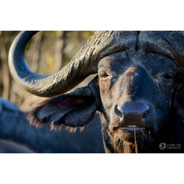Cape Buffalo Hunt up to 42 Inches (South Africa)