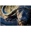 Image 1 : Cape Buffalo Hunt up to 42 Inches (South Africa)