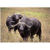 Image 4 : Cape Buffalo Hunt up to 42 Inches (South Africa)