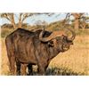 Image 7 : Cape Buffalo Hunt up to 42 Inches (South Africa)