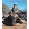 Image 9 : Cape Buffalo Hunt up to 42 Inches (South Africa)