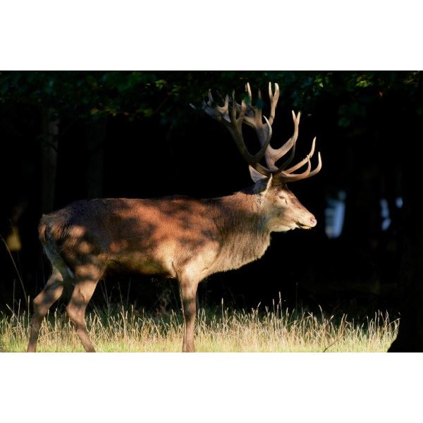 Argentina Red Stag Hunt for 6 Hunters.  Bonus Day High Volume Dove Shoot