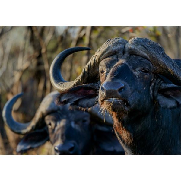 Cape Buffalo Hunt up to 42 Inches (South Africa)
