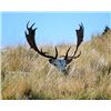 Image 12 : New Zealand Red Stag Hunt for 4 Hunters