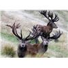 Image 13 : New Zealand Red Stag Hunt for 4 Hunters
