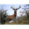Image 29 : New Zealand Red Stag Hunt for 6 Hunters.  Bonus Long Range Goat Cull Hunt!