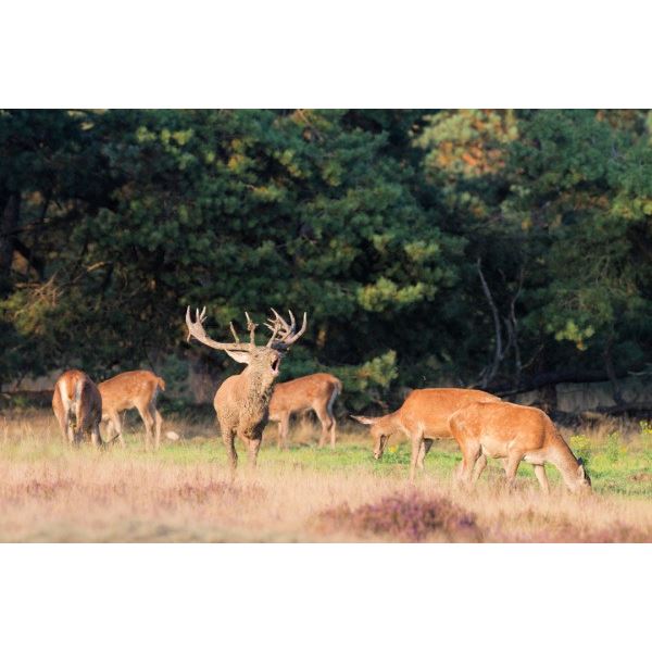 Argentina Red Stag Hunt for 4 Hunters