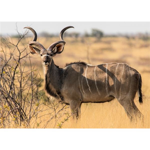 South Africa Plains Game Hunt for 4 Hunters