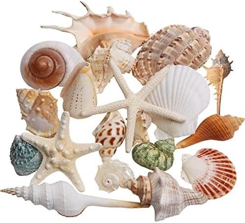 NEW LARGE SEA SHELLS 20 PIECES FISH TANK DECOR