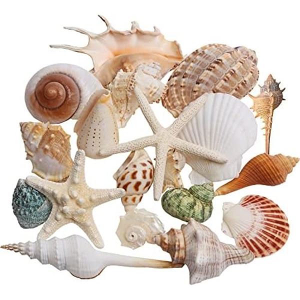 NEW LARGE SEA SHELLS 20 PIECES FISH TANK DECOR