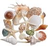 Image 1 : NEW LARGE SEA SHELLS 20 PIECES FISH TANK DECOR